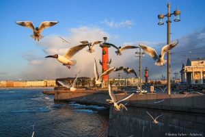 Чайки на фоне освещенных солнцем Ростральных колонн на стрелке Васильевского острова. Фото Дмитрия Фуфаева.