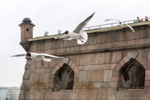 Чайки у Петропавловской крепости Чайки у Петропавловской крепости. Фотограф в Санкт-Петербурге Дмитрий Фуфаев.