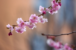 В Санкт-Петербурге расцвела сакура. Фотограф Дмитрий Фуфаев. апрель 2020 года.