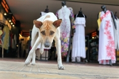 Вьетнамская собака у входа в магазин. Фотограф во Вьетнаме Дмитрий Фуфаев