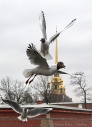 Чайки у Петропавловской крепости фото Санкт-Петербурга Д. Фуфаев