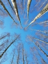 Мобильная фотография. Весенние деревья. Пейзаж. Фотограф Дмитрий Фуфаев.