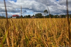 Вьетнам. Рисовые поля по дороге в Нячанг, тут можно увидеть как растет рис.  Автор: Дмитрий Фуфаев.
